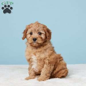 Mindy, Cavapoo Puppy